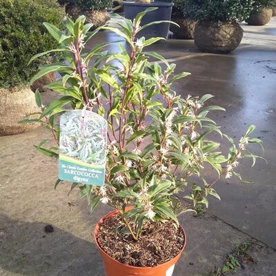 Sarcococca hookeriana digyna - Image courtesy of Tully Nurseries