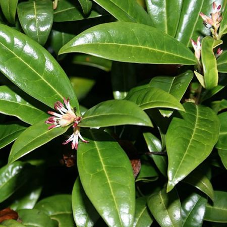 Sarcococca 'Winter Gem' (3L pot)