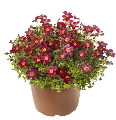 Saxifraga 'Alpino Red' - Image courtesy of syngenta flowers
