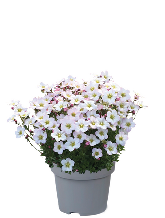 Saxifraga 'Ice Apple Blossom' - Image courtesy of Florensis