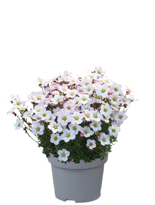 Saxifraga 'Ice Apple Blossom' - Image courtesy of Florensis