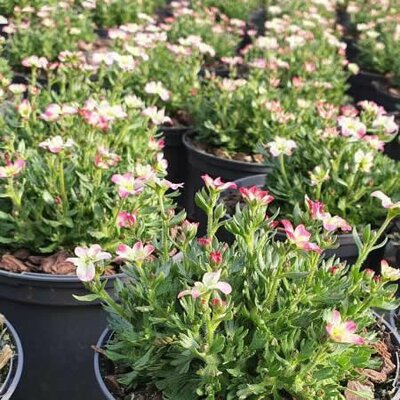 Saxifraga 'Marto Picotee Red' - Image courtesy of Tully Nurseries