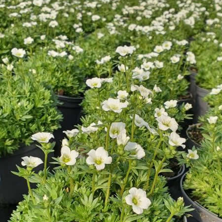 Saxifraga 'Marto White' - Image courtesy of Tully Nurseries