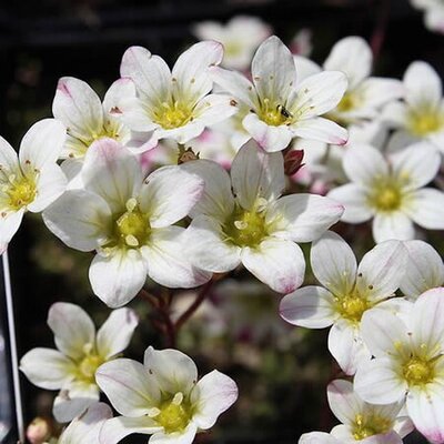 Saxifraga 'Pearl White' (1L pot)