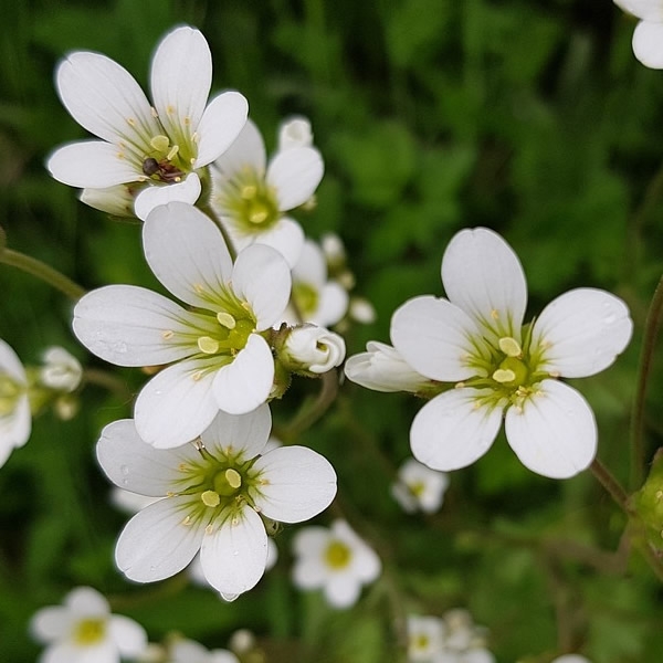 Saxifraga 'White Star' (9cm pot) - Ardcarne Garden Centre | Roscommon ...