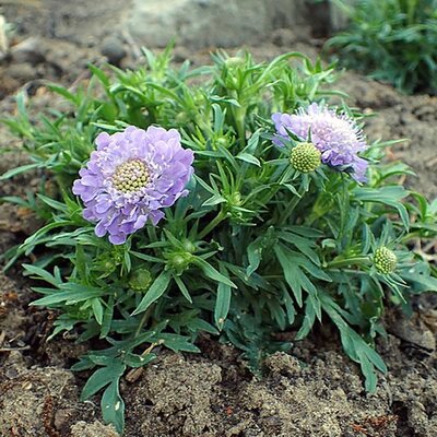 Scabiosa 'Blue Note' (1L pot)