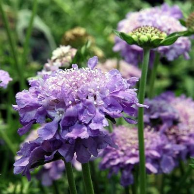 Scabiosa Butterfly Blue  - Photo by David J. Stang  (CC BY-SA 4.0)