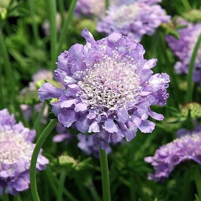 Scabiosa 'Butterfly Blue' (2L pot)