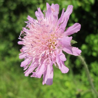 Scabiosa 'Pink Mist' - Image by WikimediaImages from Pixabay 