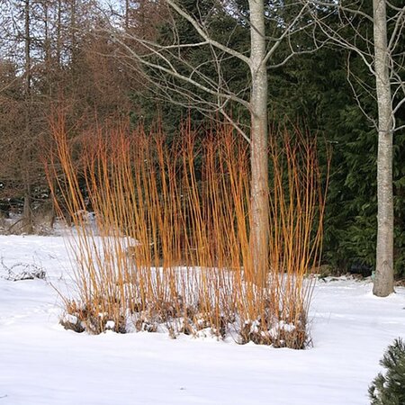 Scarlet Willow (Salix ‘Chermesina’) 60-100cm Bare Root