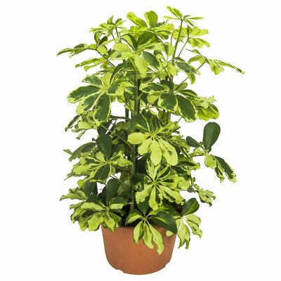 Schefflera “Charlotte”