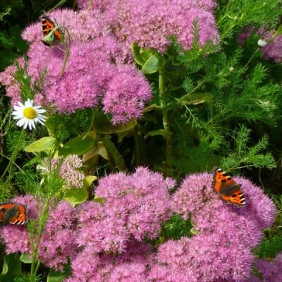 Sedum 'Autumn Joy' - Photo by RY (Ardcarne)