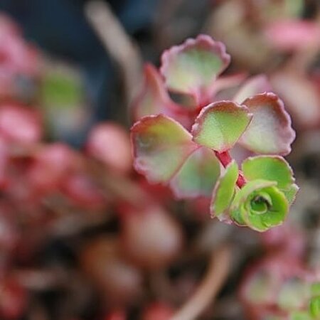 Sedum "Fuldaglut" -Photo by David J. Stang  (CC BY-SA 4.0)