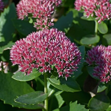 Sedum 'Herbstfreude' - Photo by Ввласенко (CC BY-SA 3.0)