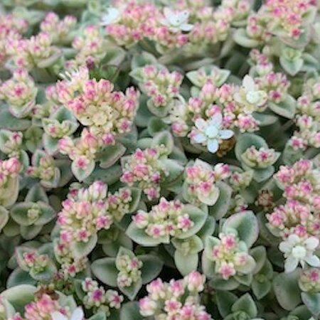 Sedum 'Little Missy' - Public Domain Image