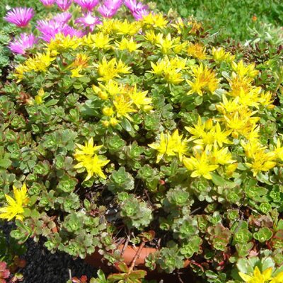 Sedum