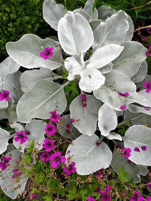 Senecio 'Angel Wings' planted here with Geranium Patricia - Photo by Kirsty (Ardcarne)