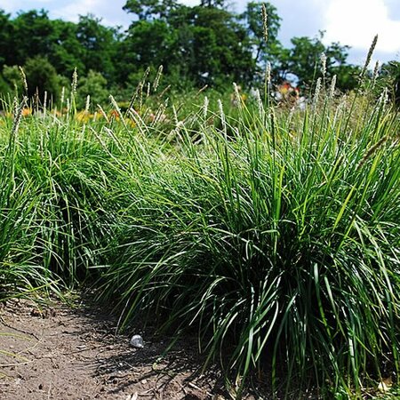 Sesleria 'Autumnalis' - Photo by Lilly M (GFDL)