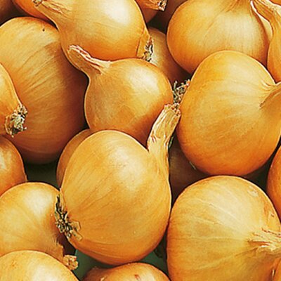 Shallot 'Golden Gourmet' (50 bulbs)