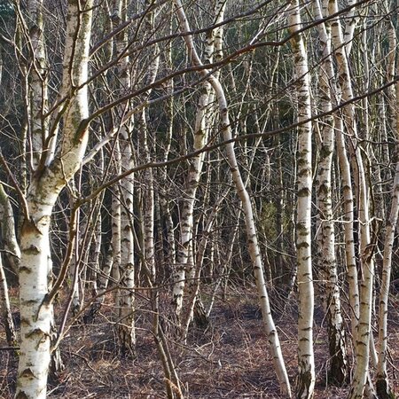 Silver Birch (Betula pendula) 150-175cm Bare Root