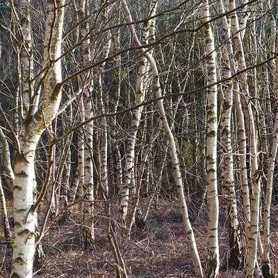 Silver Birch (Betula pendula) 90-120cm Bare Root