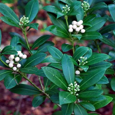 Skimmia Fructo Alba - Photo by Alan Fryer (CC BY-SA 2.0)