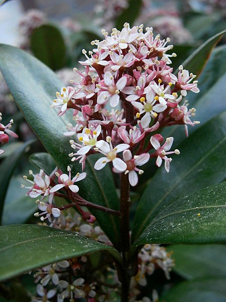 Skimmia 'Rubella' (9cm pot)