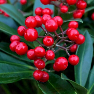 Skimmia 'Pabella' (15cm pot)