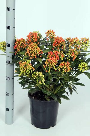 Skimmia japonica Pabella (5L pot)