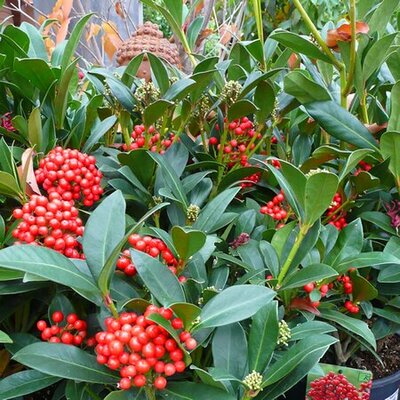 Skimmia Pabella - Photo taken at AGC Boyle 10/10/2025