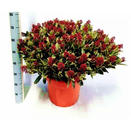 Skimmia 'Perosa' (15cm pot)