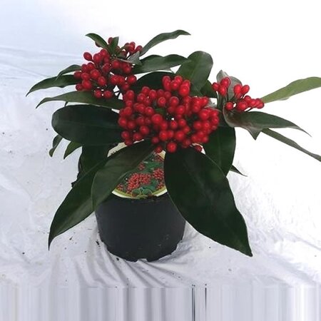 Skimmia reevesiana - Image courtesy of Pannebakker