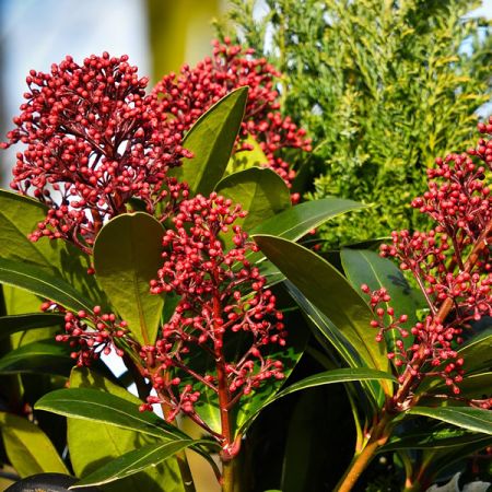 Skimmia 'Rubella' (1.5L pot)