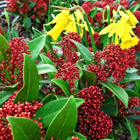 Skimmia “Rubella” - Image by Mabel Amber of Pixabay