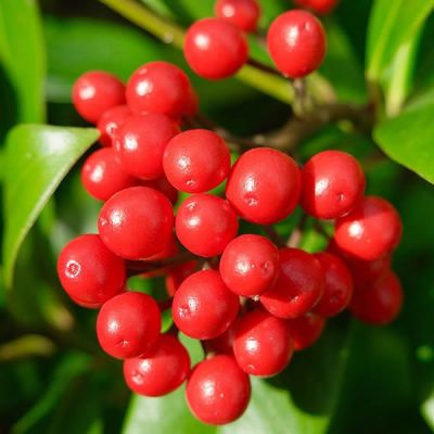 Skimmia “Temptation” - Photo by Ashley Van Haeften (CC BY-SA 2.0)