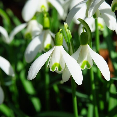 Snowdrops - Image by Hans Braxmeier from Pixabay 