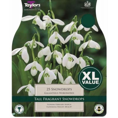 Snowdrops Xl (25 bulbs)