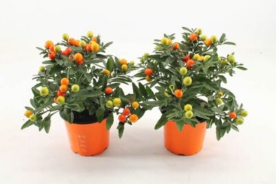 Solanum pseudocapsicum (12cm pot)