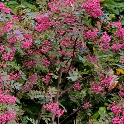 Sorbus H. November Pink (10L pot)