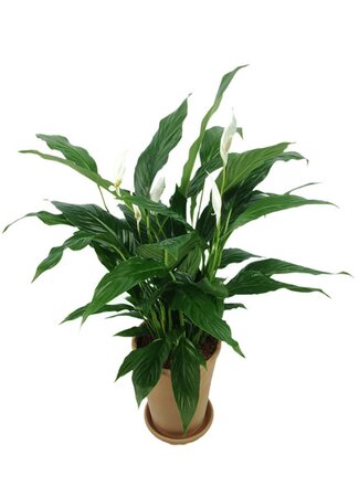 Spathiphyllum 'Bingo' - Image by aaaoff from Pixabay  