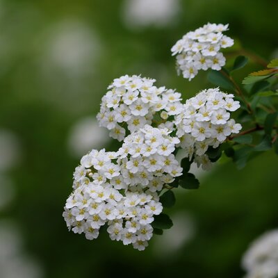 Spiraea 'June Bride' - Image by manseok Kim from Pixabay