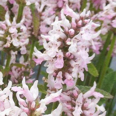 Stachys 'Summer Sweets' - Public image here under fair use