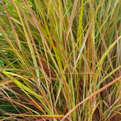 Stipa Arundinacea (3L pot)