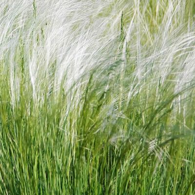 Stipa 'Pony Tails' (3L pot)