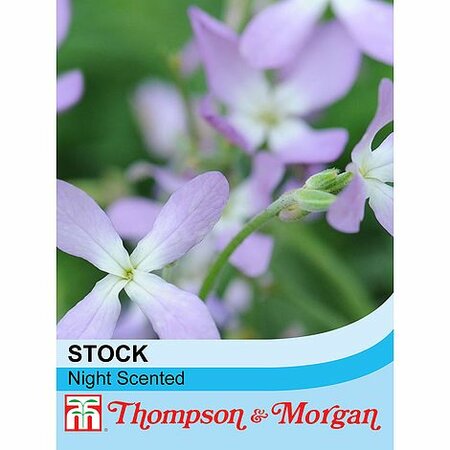 Stocks Night Scented - Image courtesy of T&M