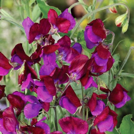 Sweet Pea Cupani