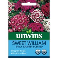 Sweet William Early Summer Scented