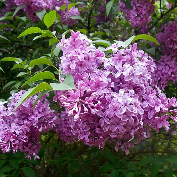 Syringa 'Saugeana' (5L pot) - Ardcarne Garden Centre | Roscommon & Boyle