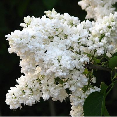 Syringa V. Madame Lemoine - Photo by Kor!An (Андрей Корзун) (CC BY-SA 3.0)