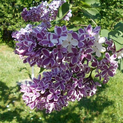 Syringa 'Sensation' - Image by Salicyna (CC BY-SA 4.0)
